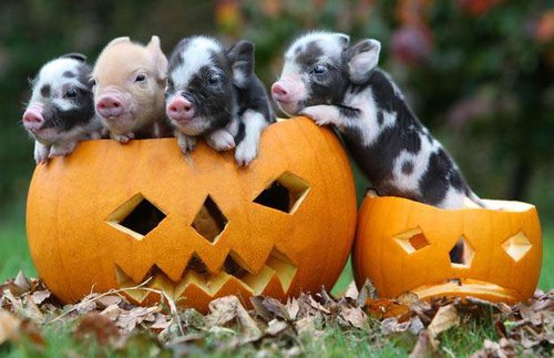 halloween piglets links