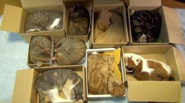 how to organize your cats links