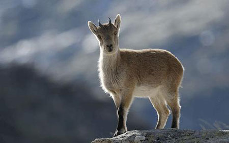 ibex. links jpg