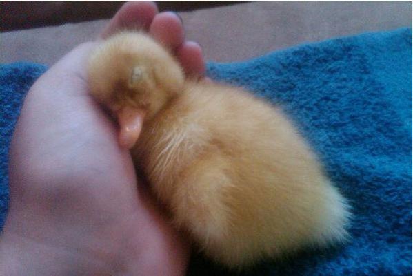 napping duckling links