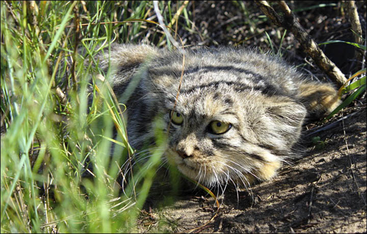 pallas cat links