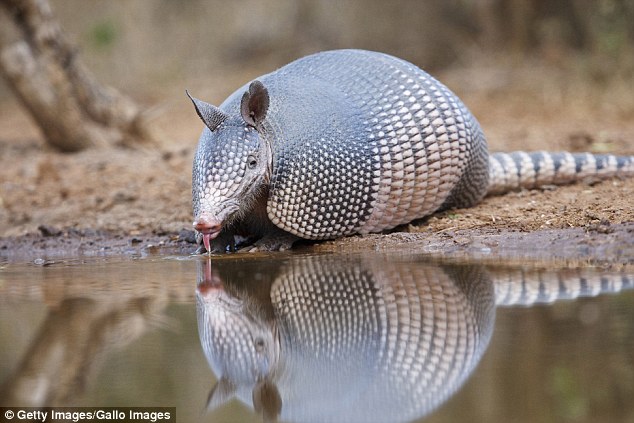 pretty armadillo