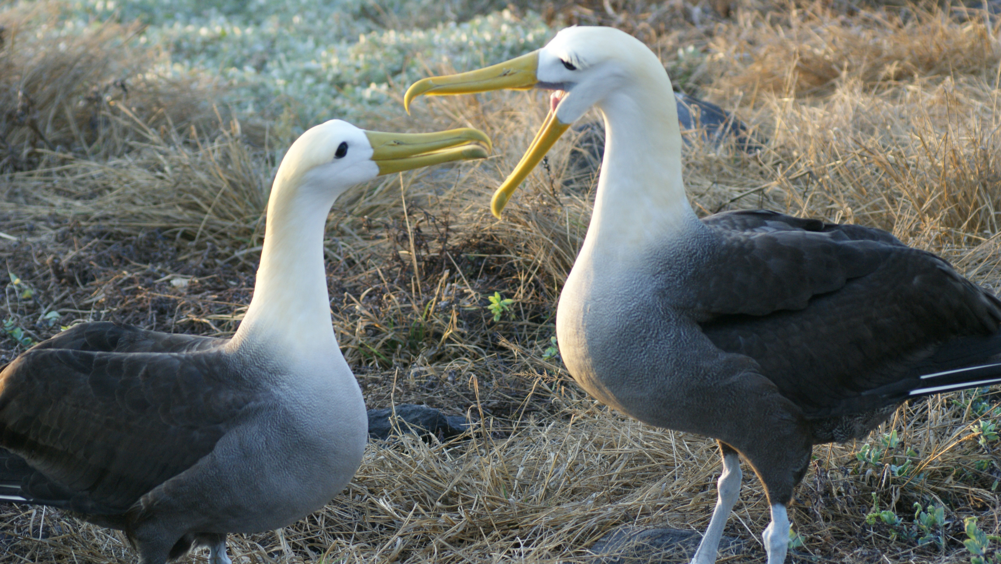 talking albatross links