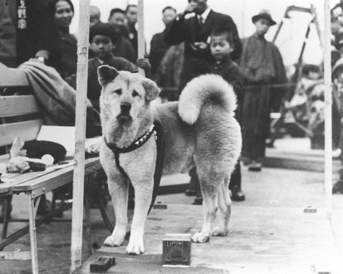 Hachiko links