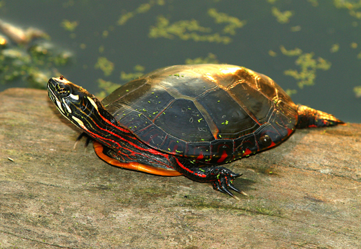 Painted-Turtle links