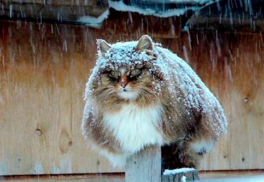 siberian forest cat links width=