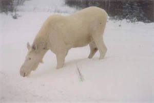 links albino moose