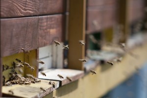 bees