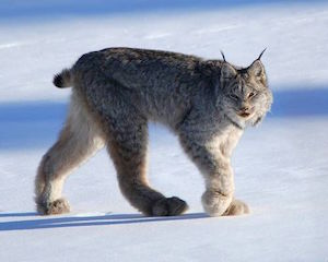 canada_lynx_300