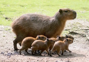  links capybara_300