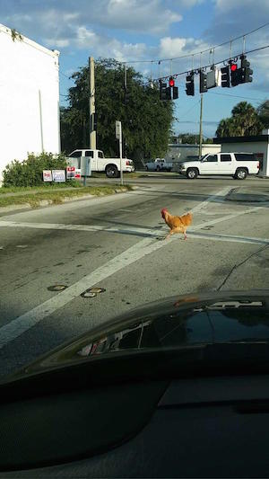 chicken_300