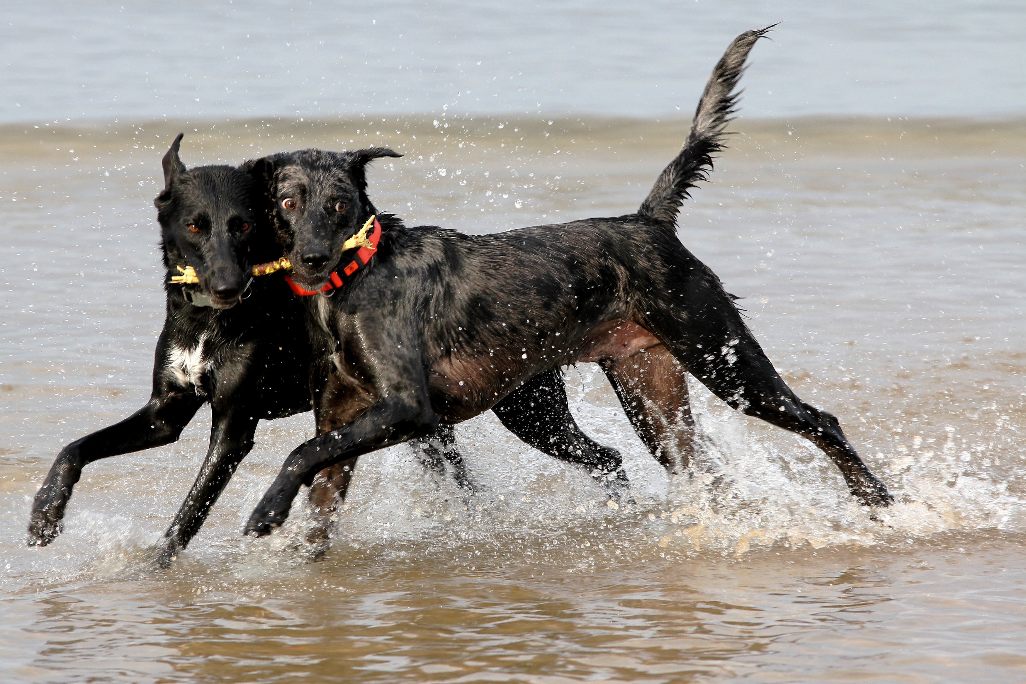 dogs playing links