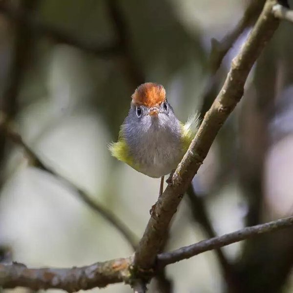 donald trump bird links