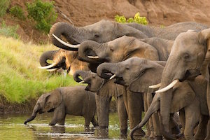 elephants_1_300