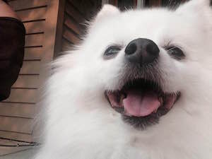 happy_pomeranian_300