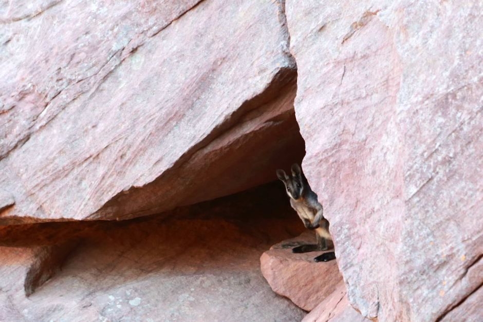 hiding wallaby links