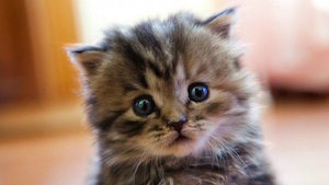 kitten_brussels_300