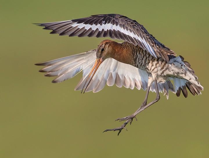 landing bird links