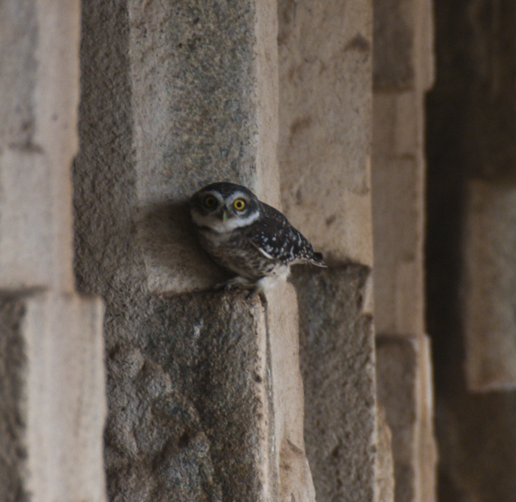 little owl