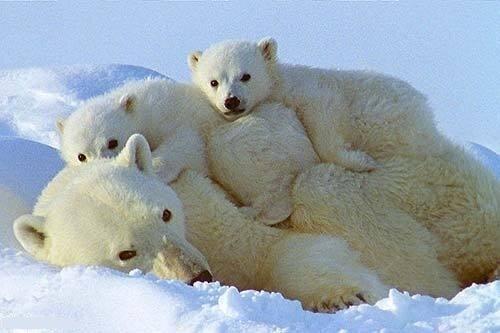 polar bears links