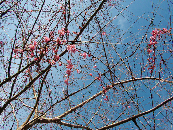 A reminder for dark days of winter - first cherry blossoms January 2011 Hiram Chittenden locks Seattle