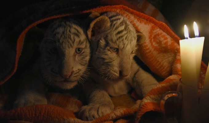 baby tigers links