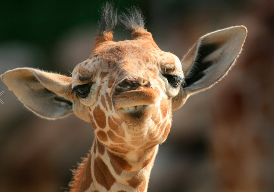 giraffe links