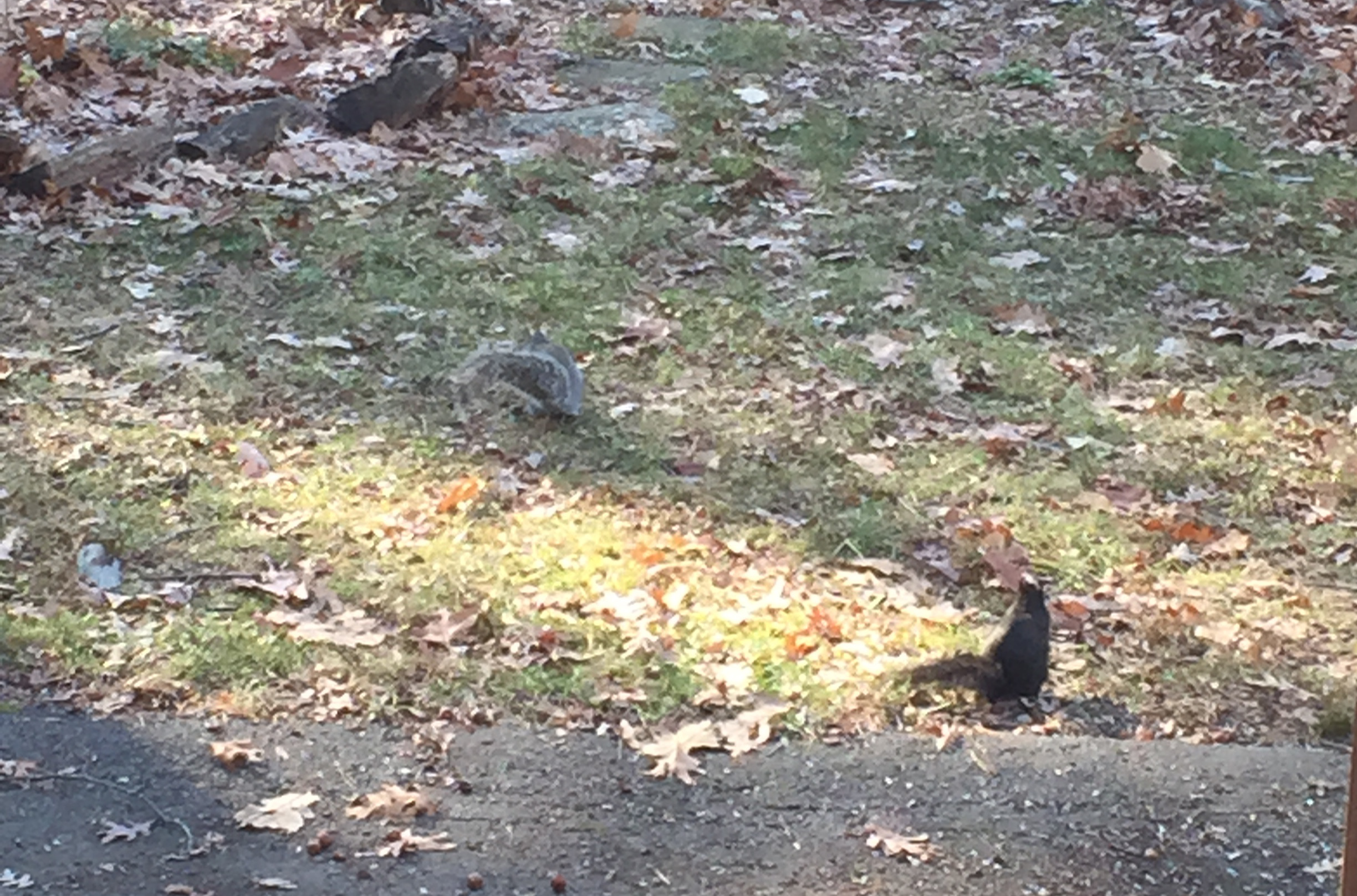 black squirrel grey squirrel links