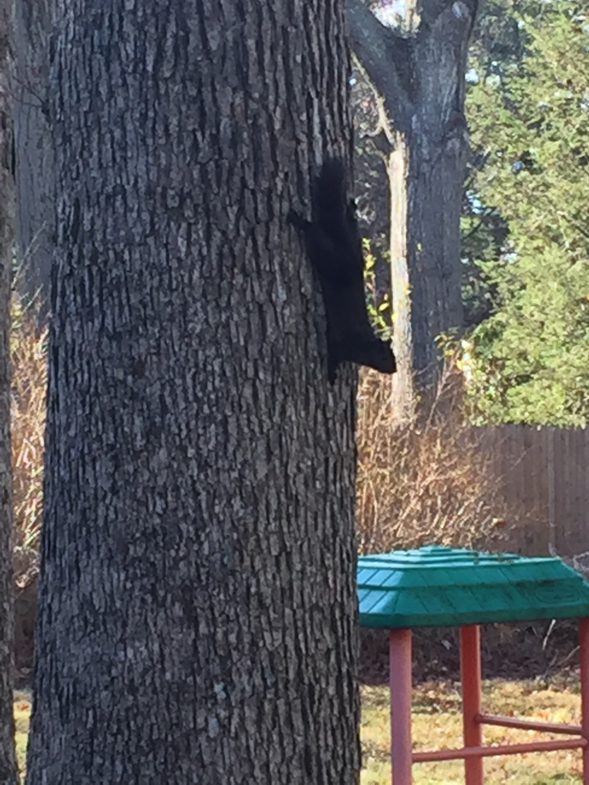 black squirrel links