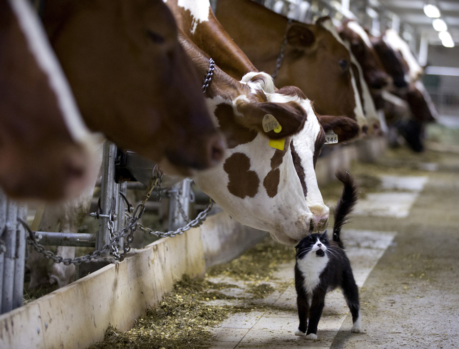 cows and cats links