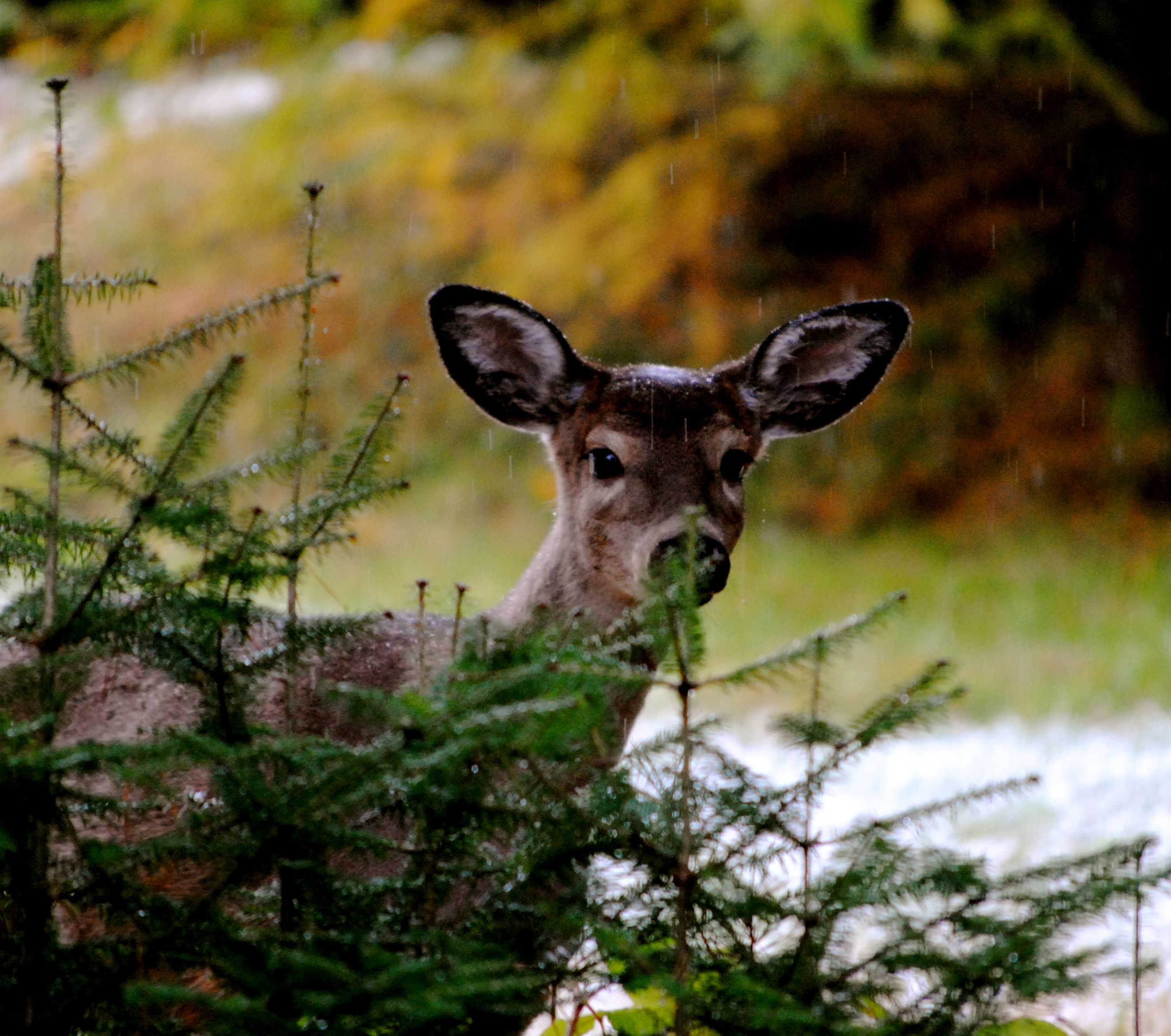 deer links