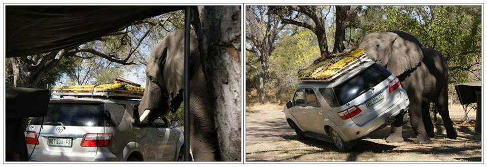 elephant lifts car links