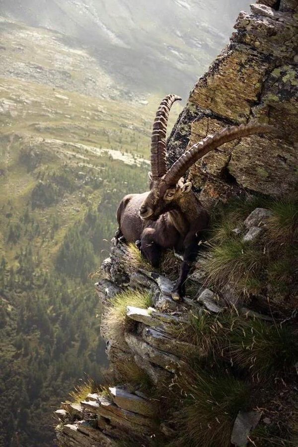 mongolian ibex link