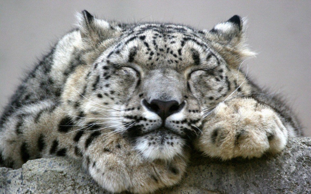 snow-leopard_1332024885