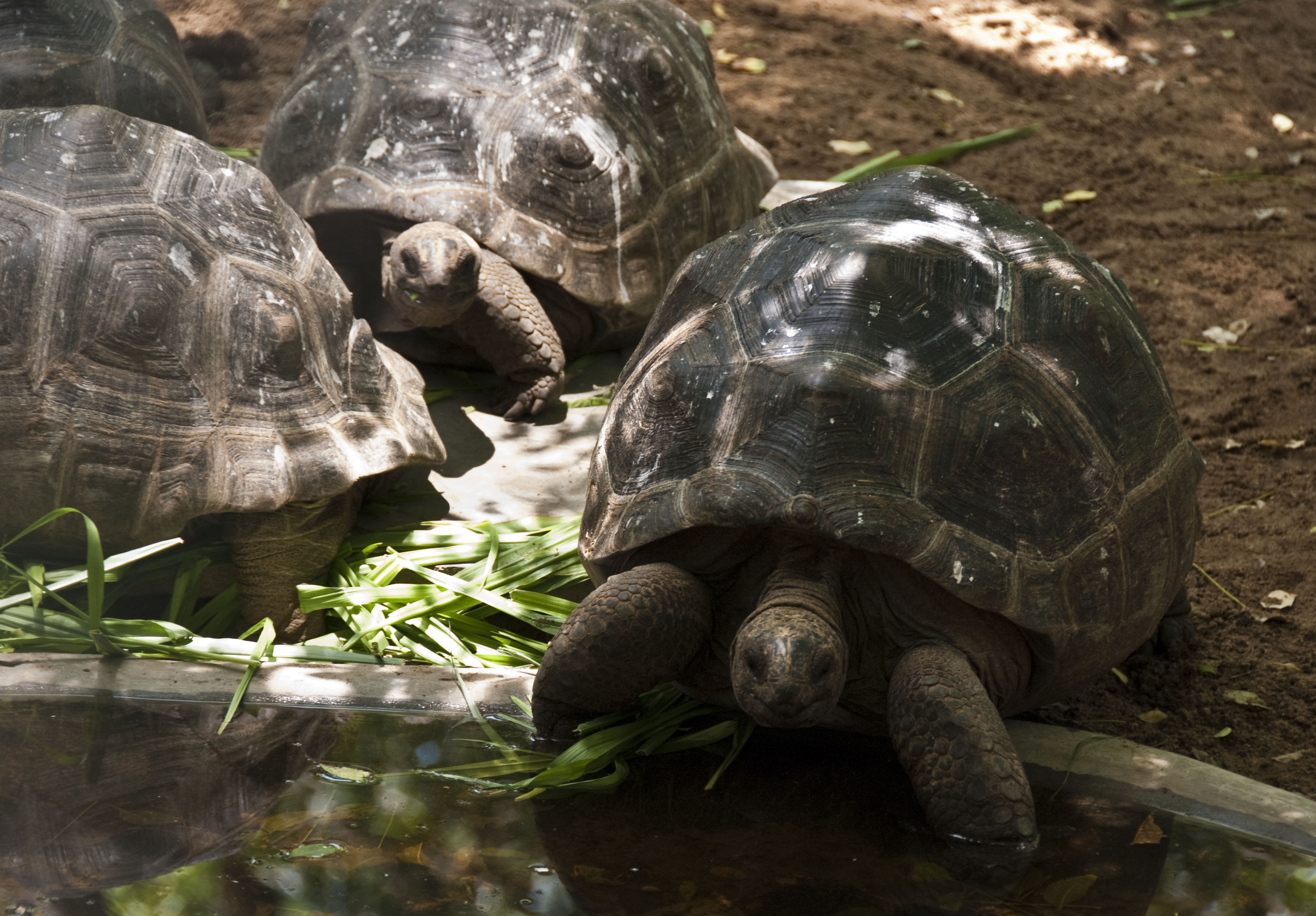 tortoises links