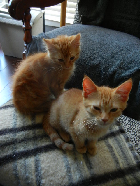 Ginger kittens as really small kittens photo links