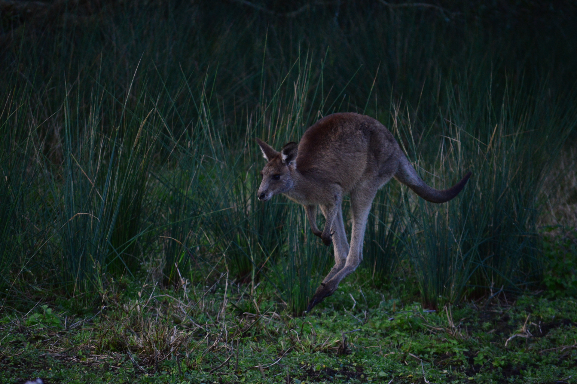 Roo links