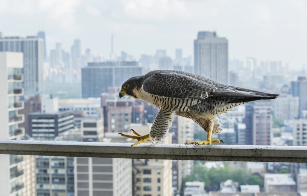 pacing peregrine links