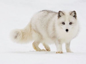 arctic_white_fox_300