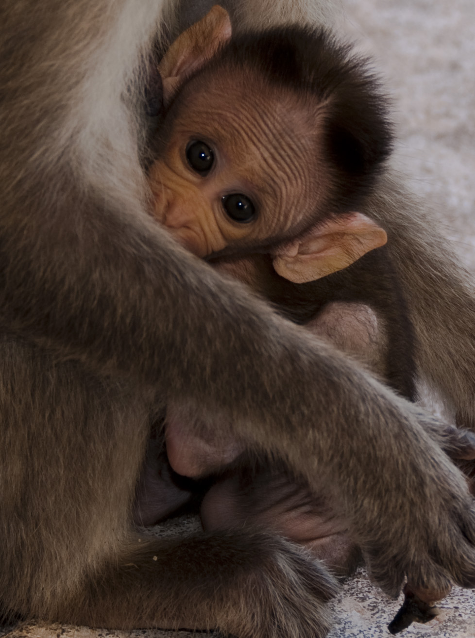 baby monkey links