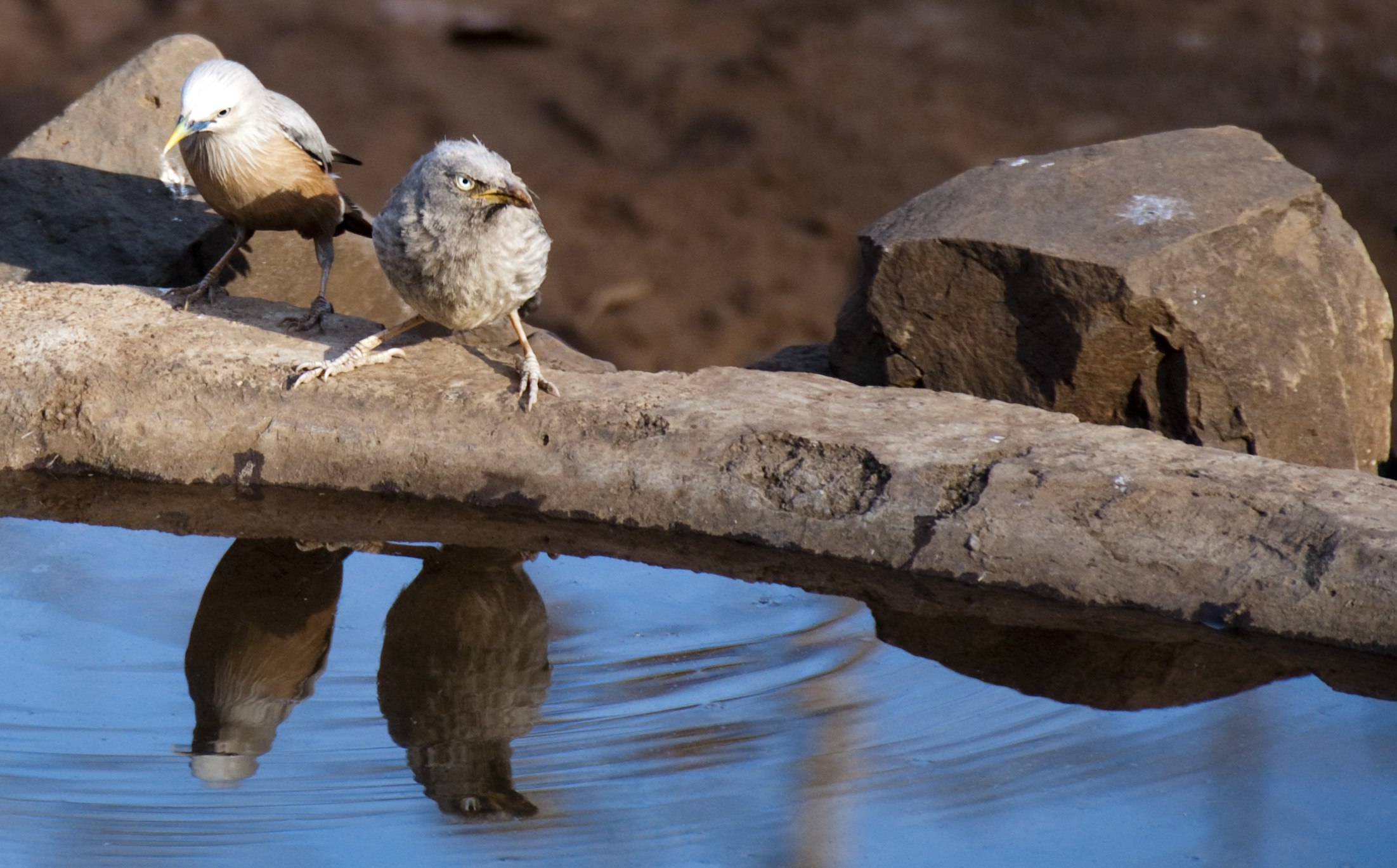 birds reflection links