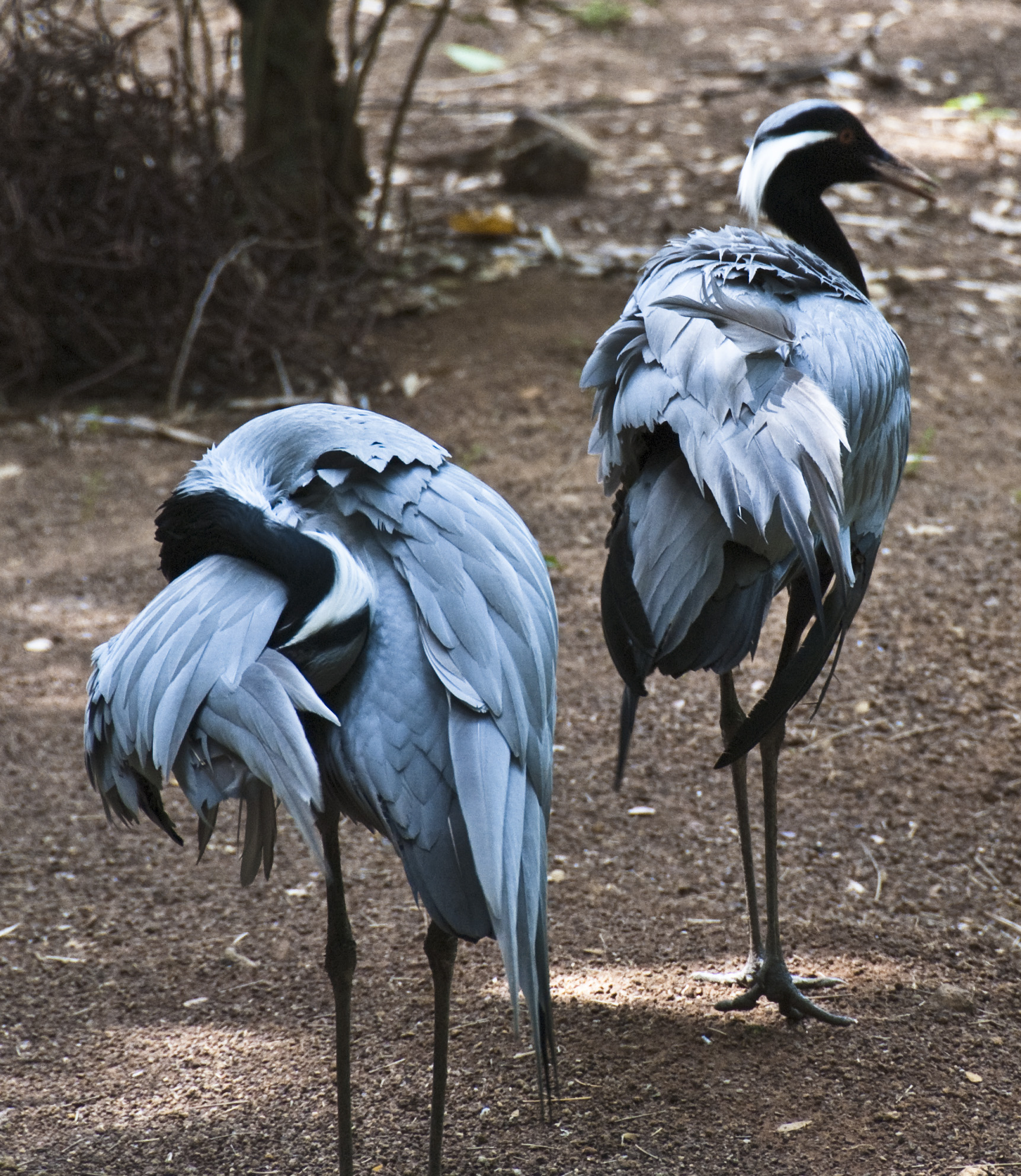 blue herons links