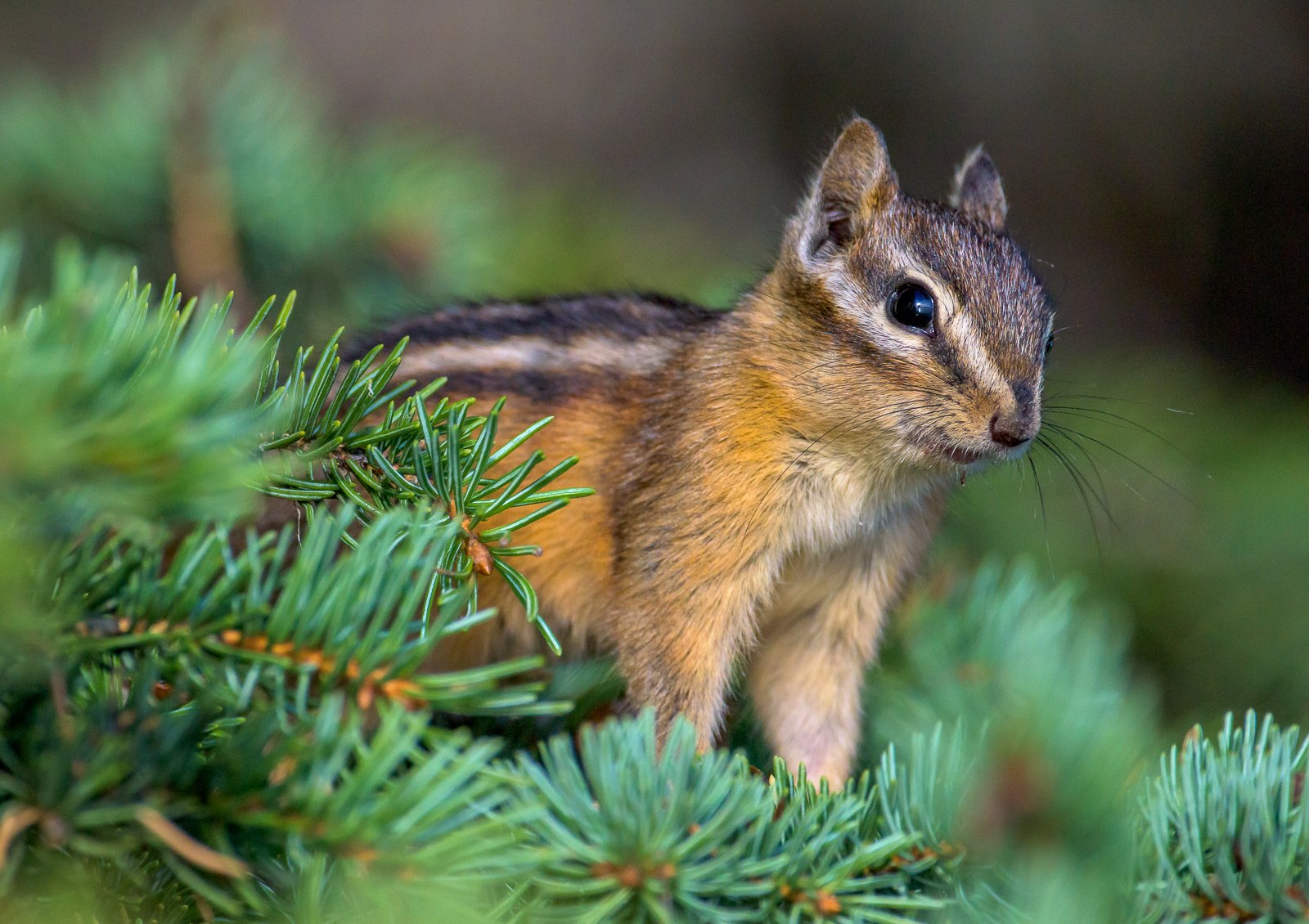 chipmunk links