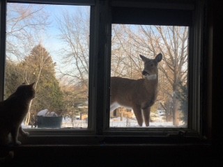 deer and cat links