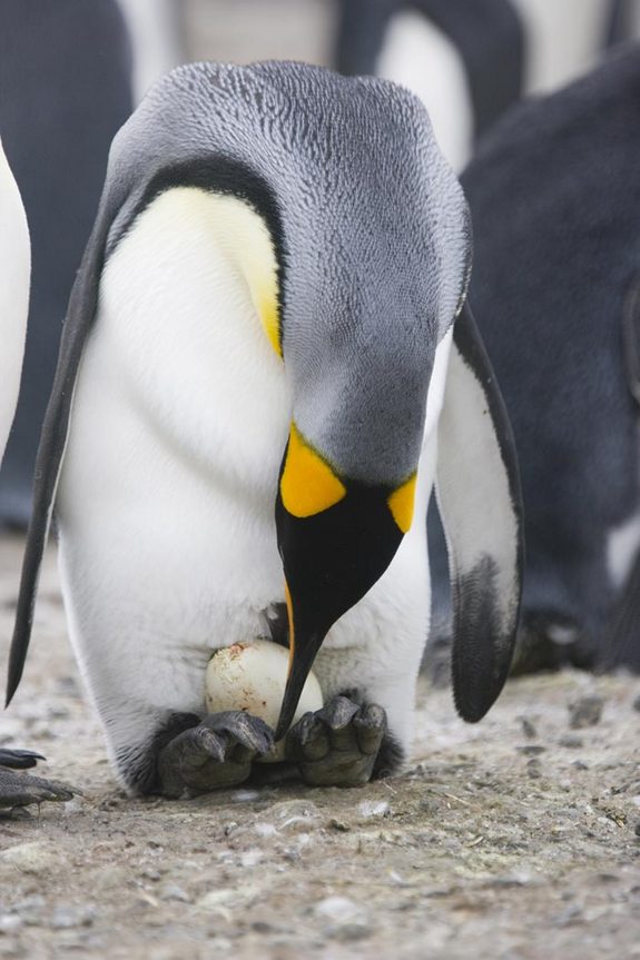 penguin-dad