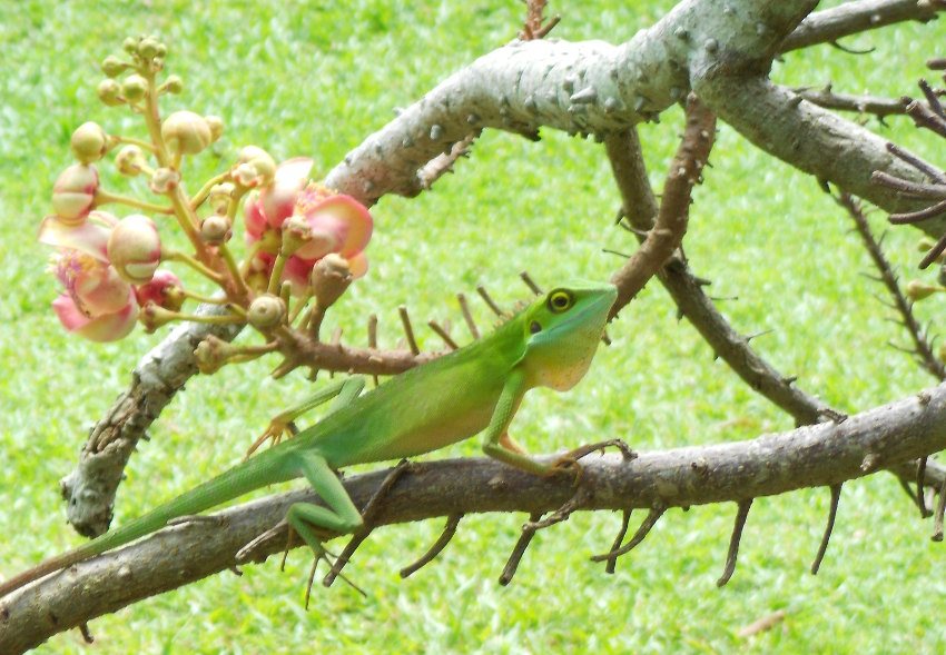 pretty lizard