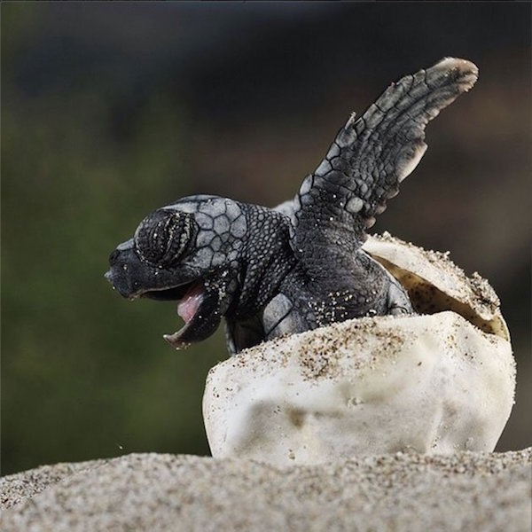 turtle_hatching