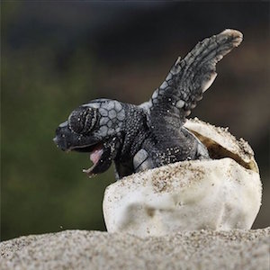 turtle_hatching_300