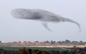 whale birds links