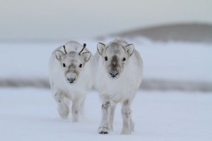 baby_reindeer_300